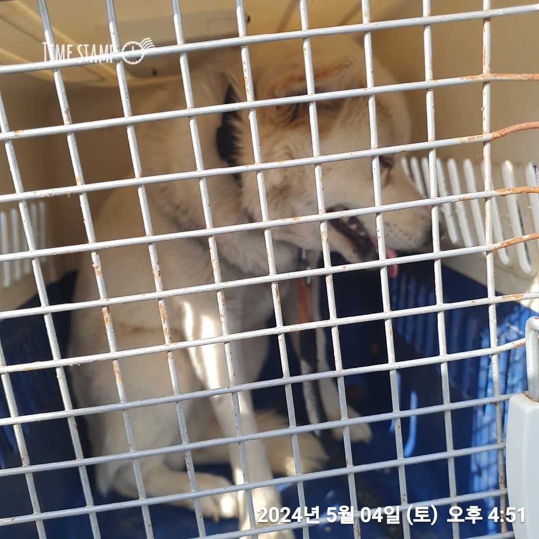 울산유기동물보호센터_431373202400553